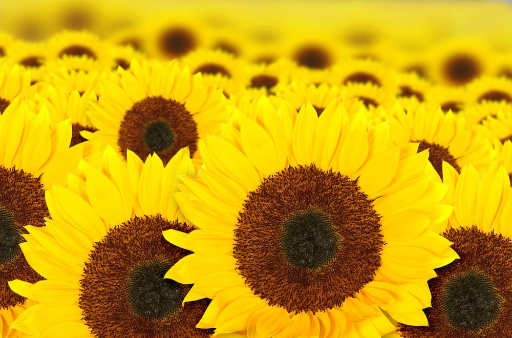 beautiful sunflowers in a sunny day